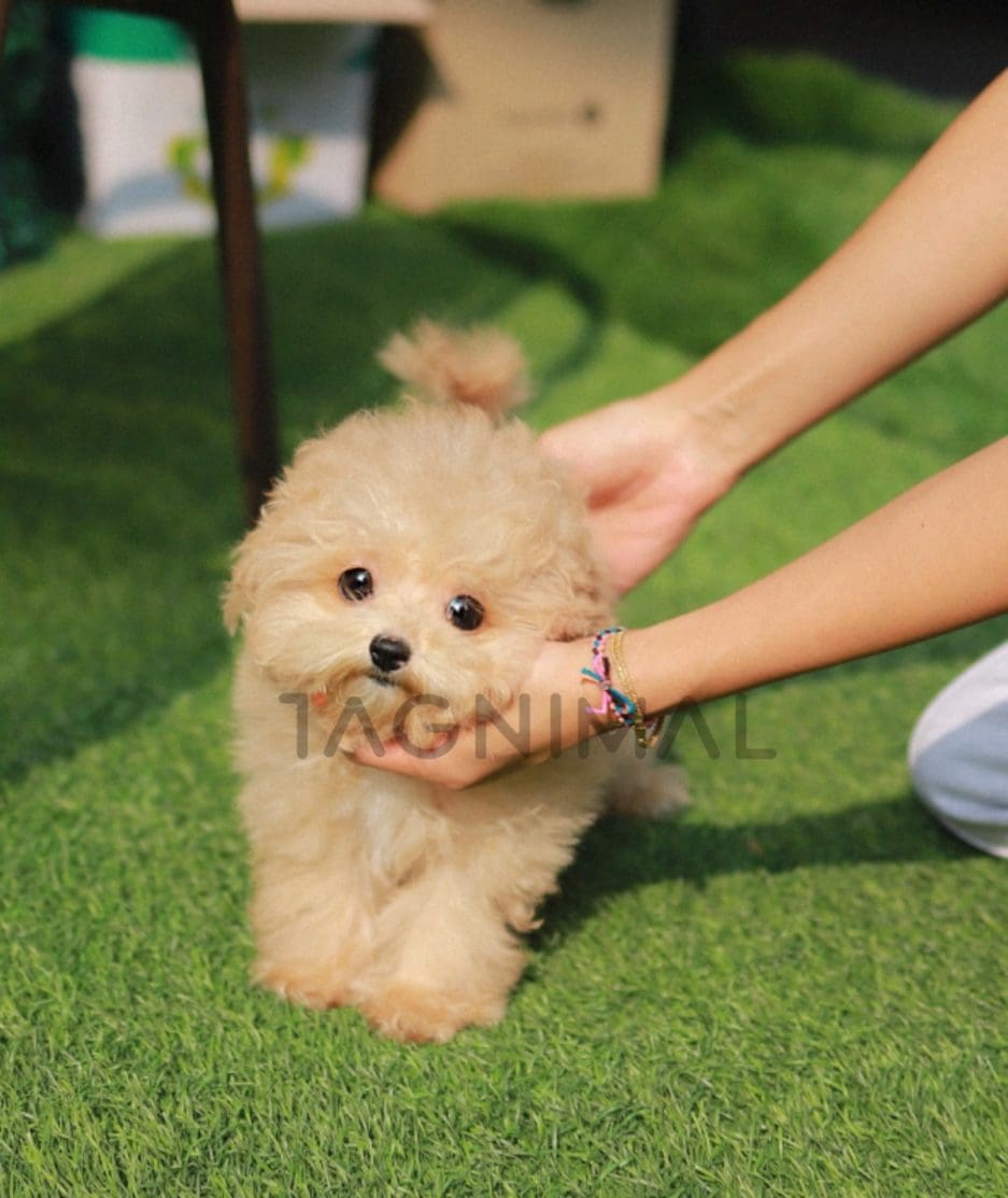 Maltipoo puppy for sale, dog for sale at Tagnimal