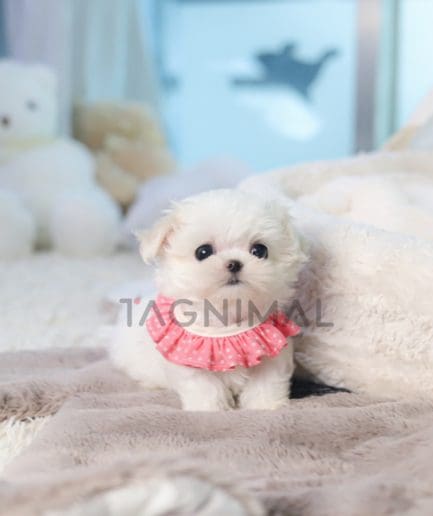 Maltese puppy for sale, dog for sale at Tagnimal