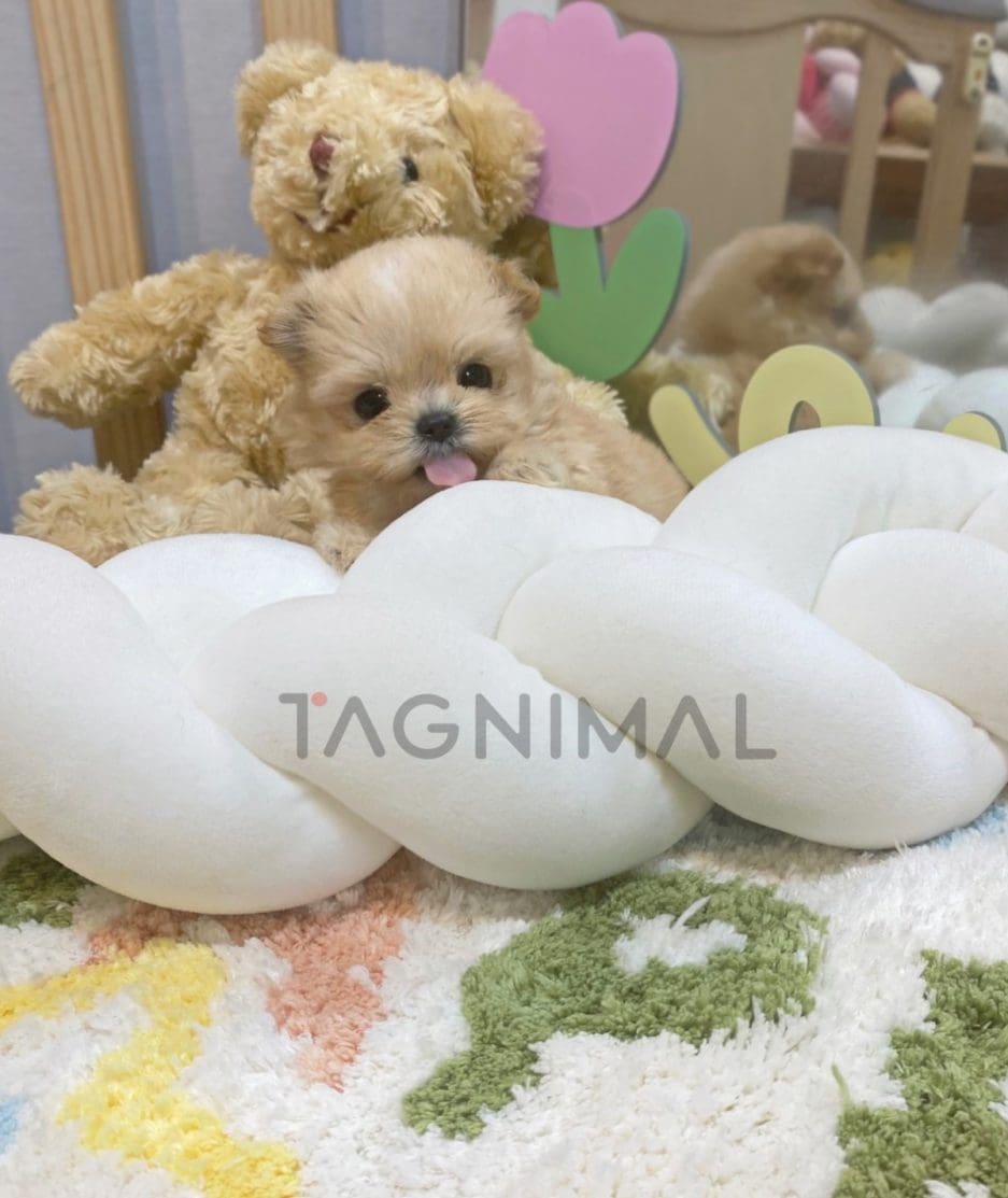 ขายลูกสุนัขมอลติพู ซื้อสุนัข ซื้อหมา ได้ที่ Tagnimal 