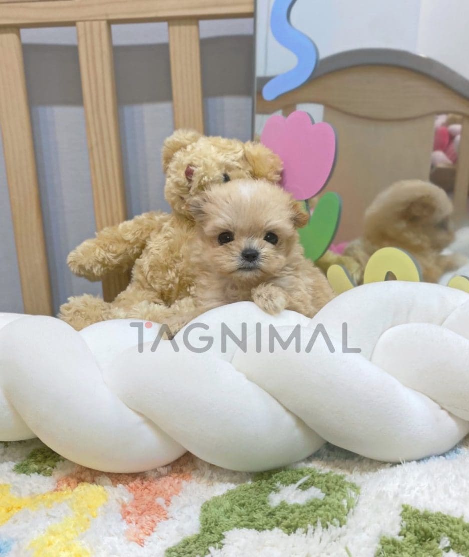 Maltipoo puppy for sale, dog for sale at Tagnimal