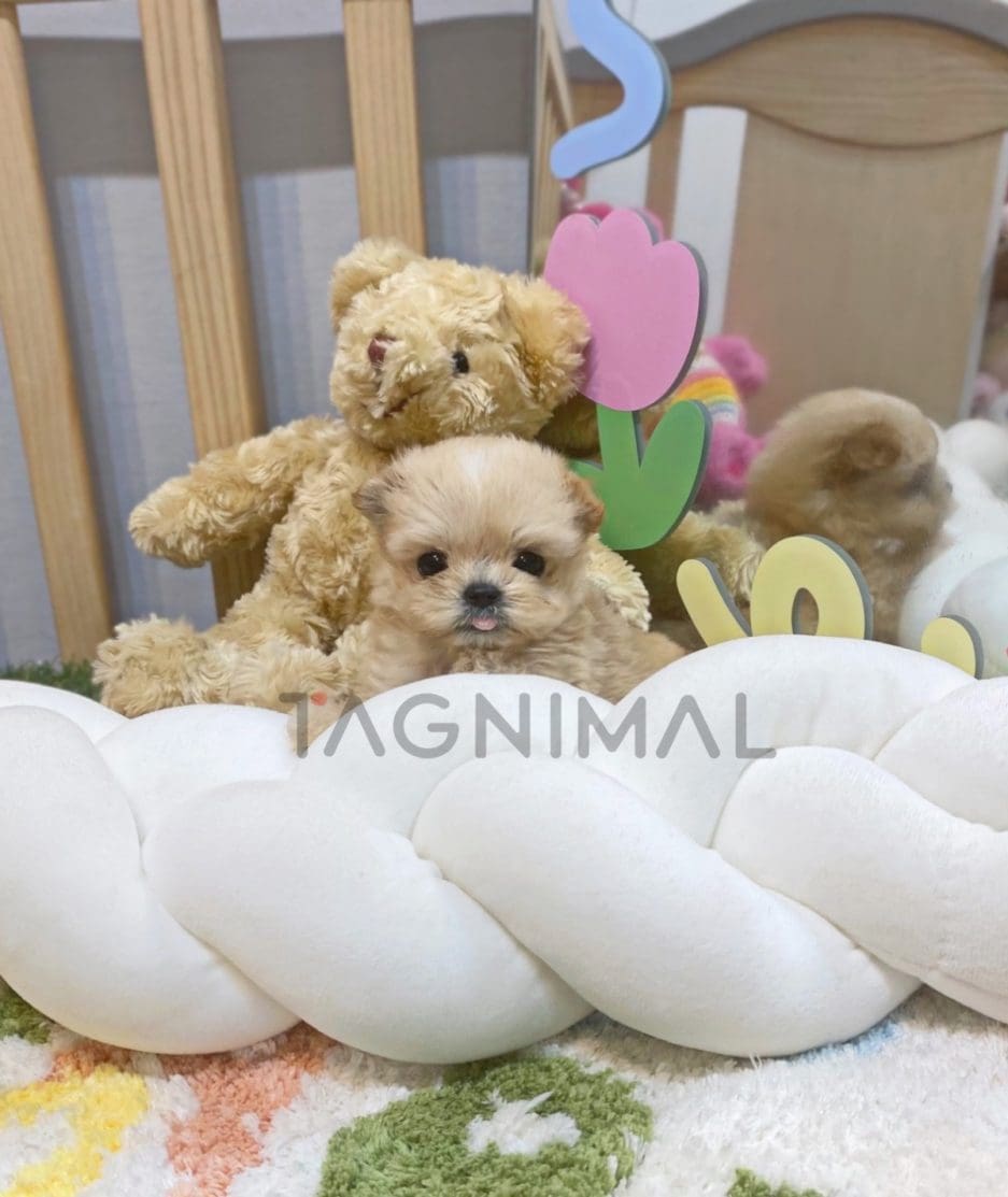 Maltipoo puppy for sale, dog for sale at Tagnimal