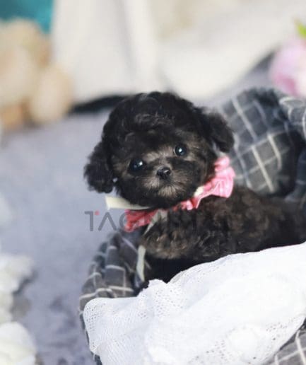 Poodle puppy for sale, dog for sale at Tagnimal