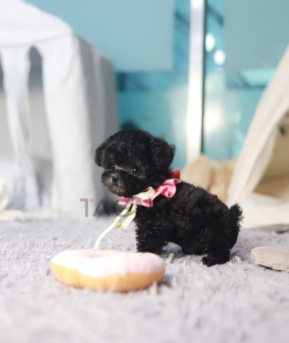 Poodle puppy for sale, dog for sale at Tagnimal