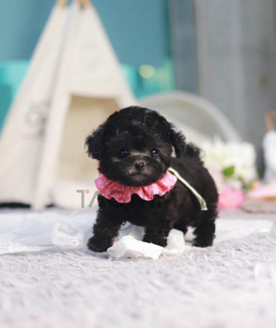 Poodle puppy for sale, dog for sale at Tagnimal