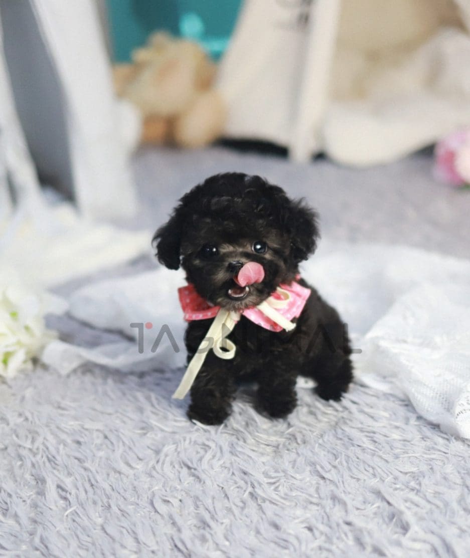 Poodle puppy for sale, dog for sale at Tagnimal