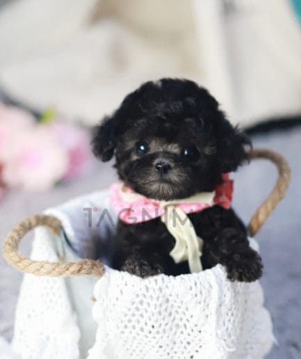 Poodle puppy for sale, dog for sale at Tagnimal