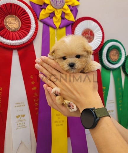 Maltipoo puppy for sale, dog for sale at Tagnimal