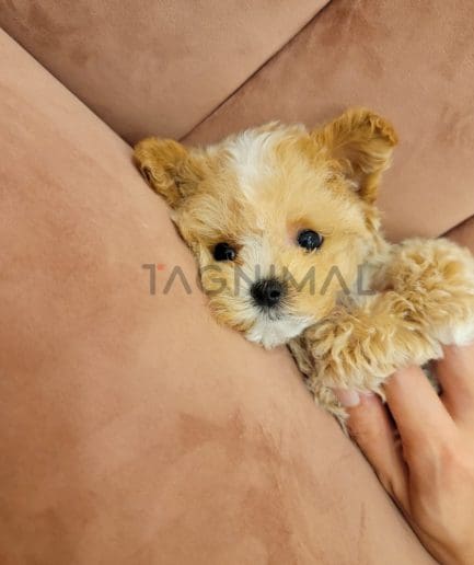 Maltipoo puppy for sale, dog for sale at Tagnimal