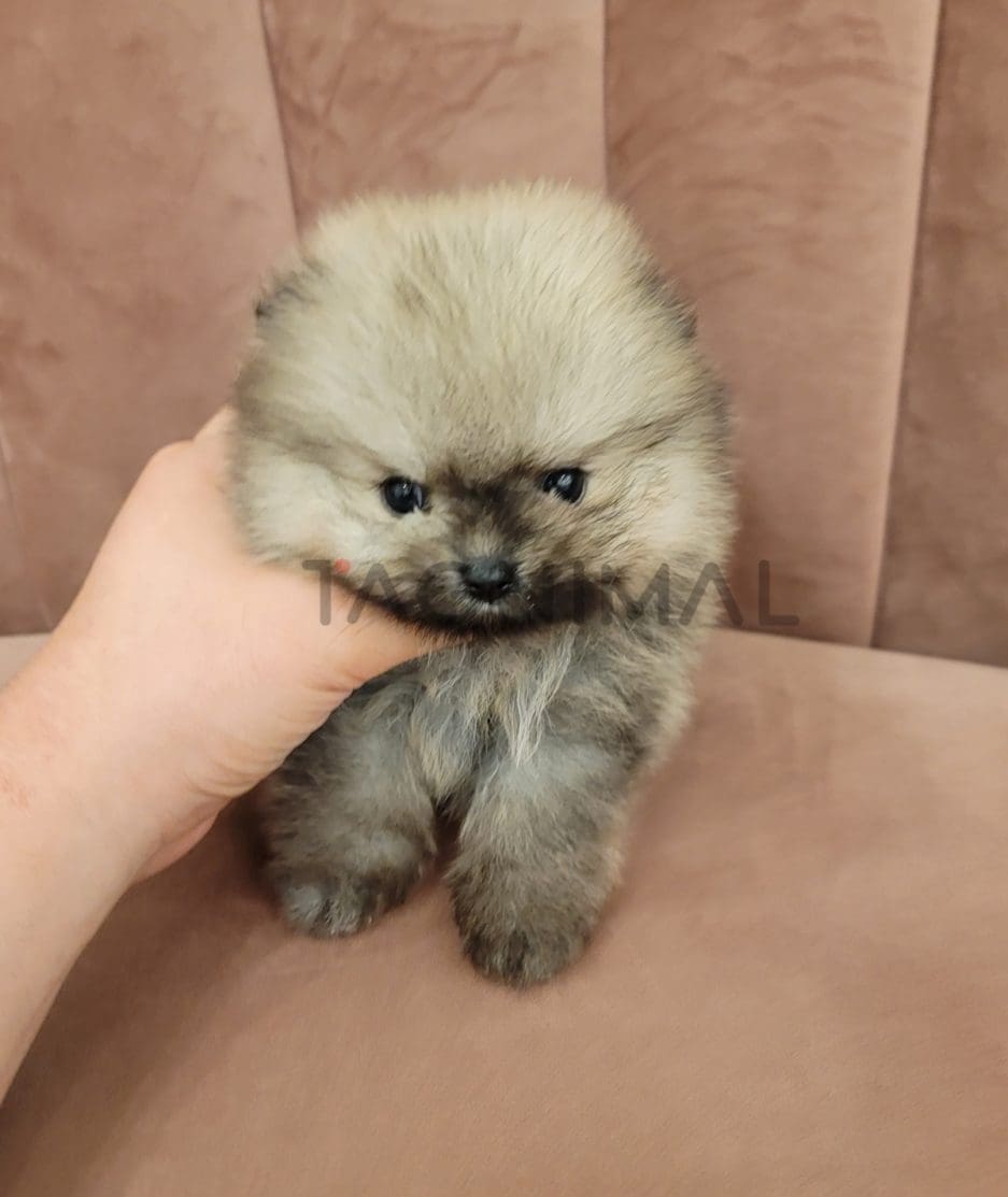 Pomeranian puppy for sale, dog for sale at Tagnimal