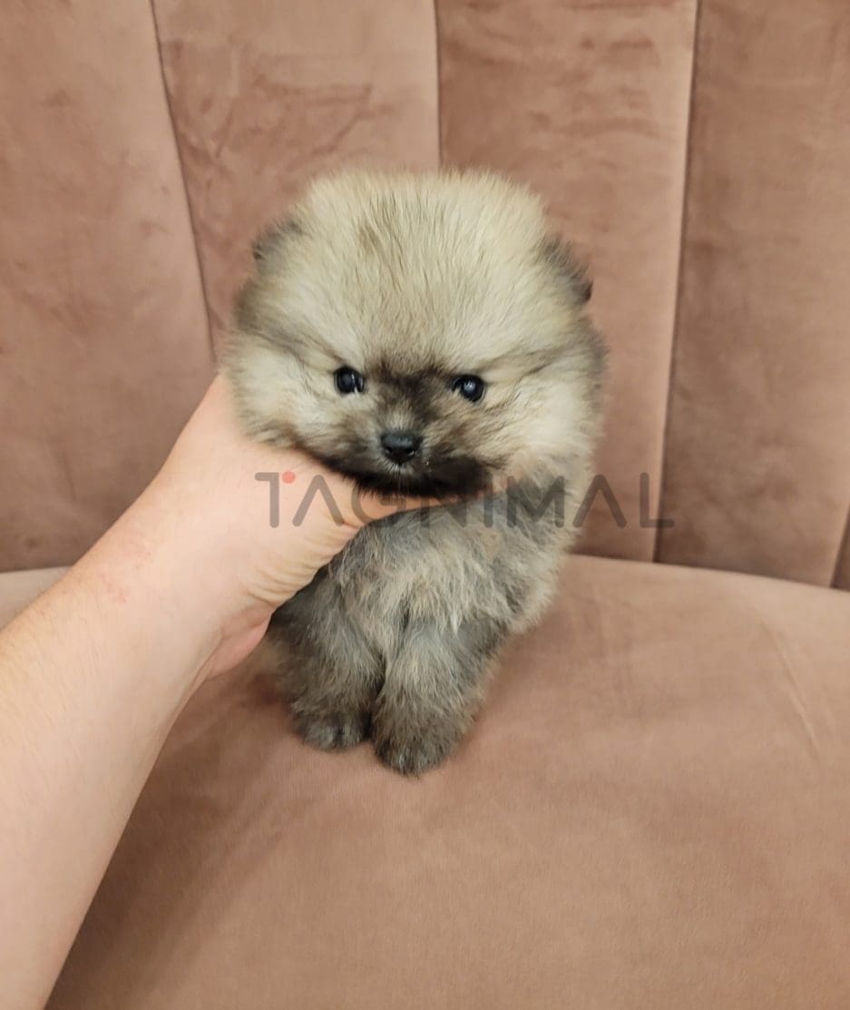 Pomeranian puppy for sale, dog for sale at Tagnimal