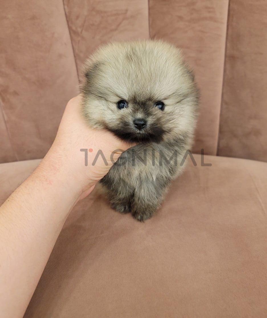 Pomeranian puppy for sale, dog for sale at Tagnimal