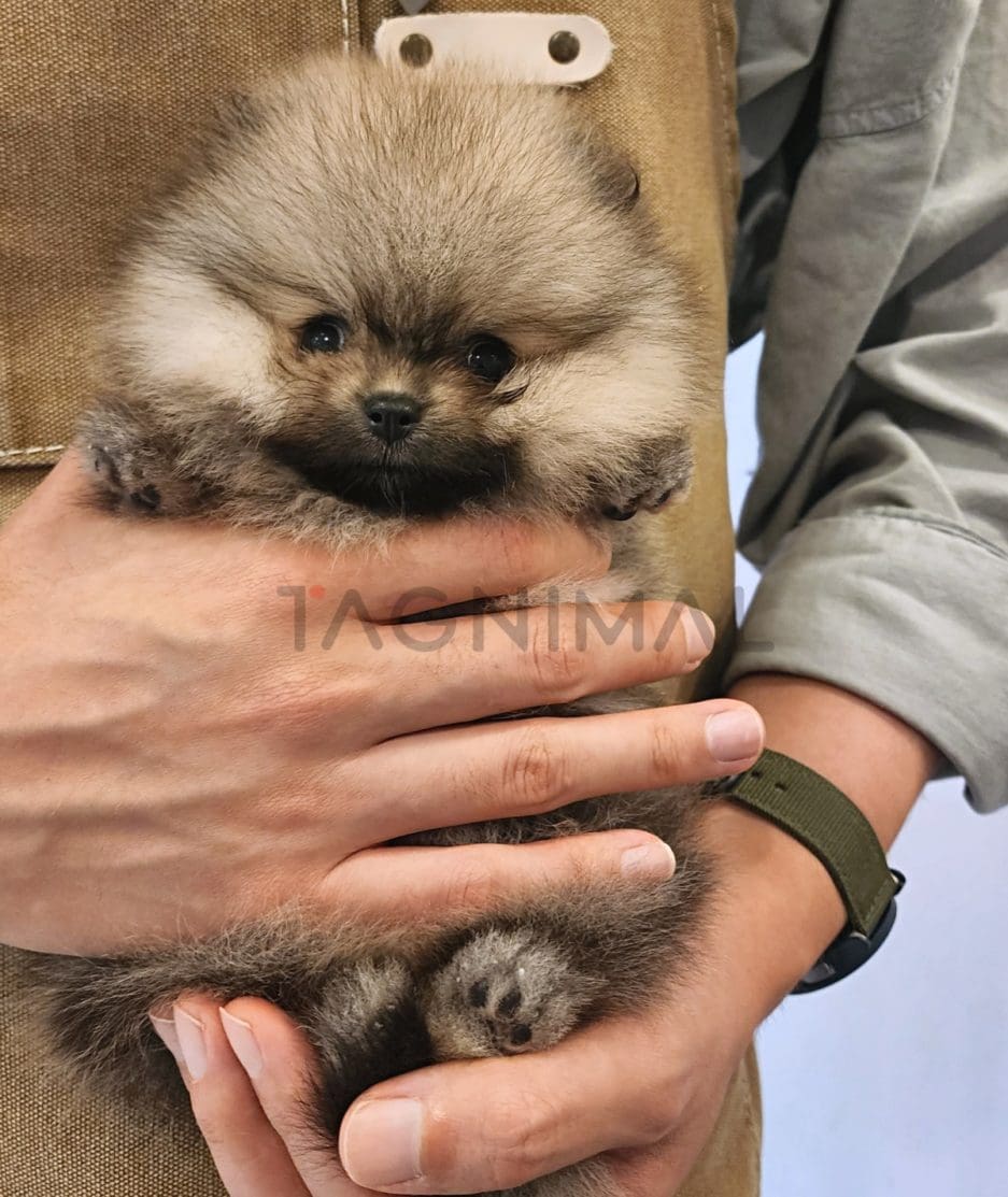 Pomeranian puppy for sale, dog for sale at Tagnimal