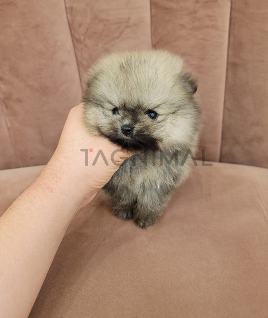 Pomeranian puppy for sale, dog for sale at Tagnimal