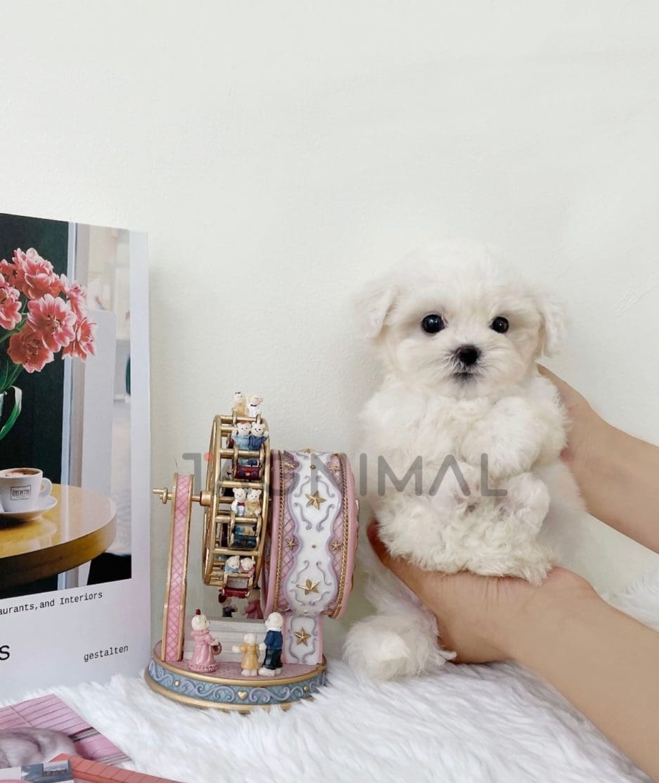 Bichon puppy for sale, dog for sale at Tagnimal