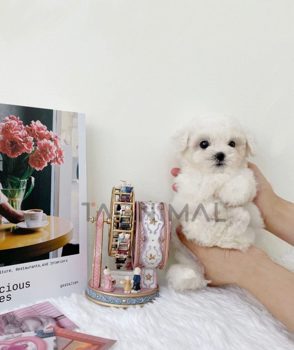 Bichon puppy for sale, dog for sale at Tagnimal