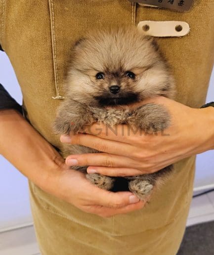 Pomeranian puppy for sale, dog for sale at Tagnimal