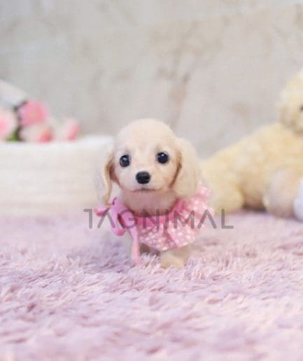 Dachshund puppy for sale, dog for sale at Tagnimal