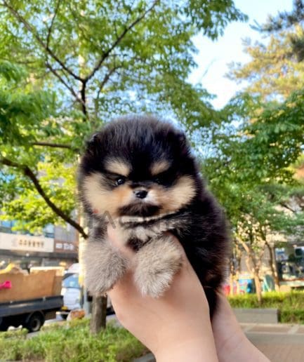 Pomeranian puppy for sale, dog for sale at Tagnimal