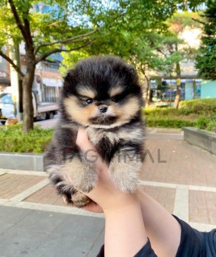 Pomeranian puppy for sale, dog for sale at Tagnimal