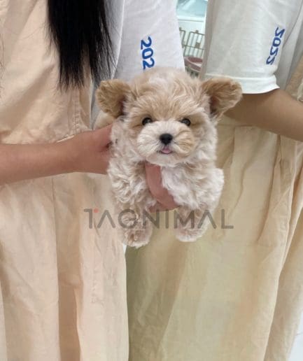 Maltipoo puppy for sale, dog for sale at Tagnimal