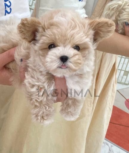 Maltipoo puppy for sale, dog for sale at Tagnimal