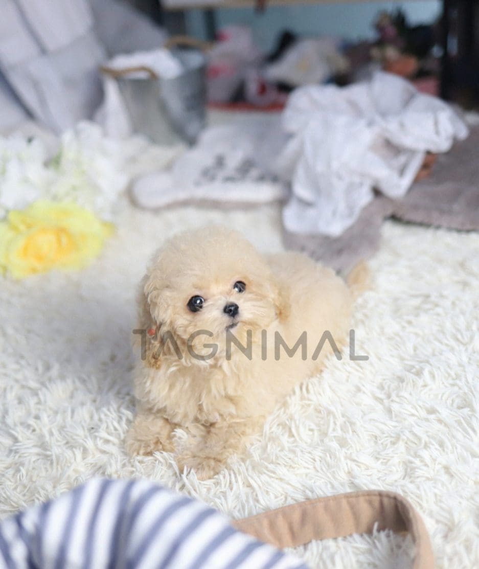 Maltipoo puppy for sale, dog for sale at Tagnimal