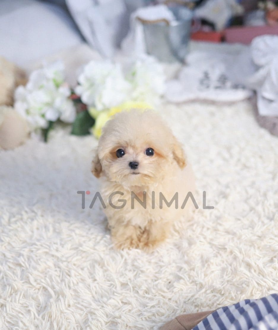 Maltipoo puppy for sale, dog for sale at Tagnimal