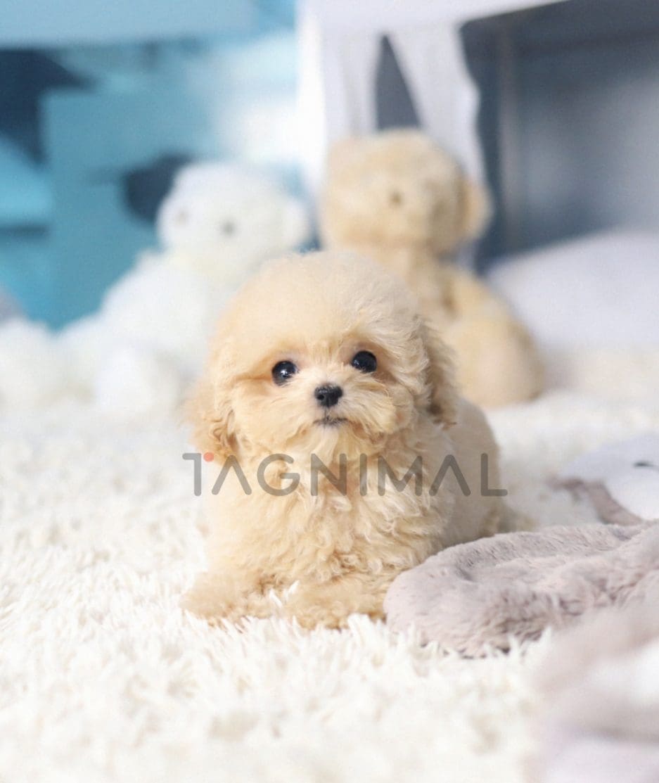 Maltipoo puppy for sale, dog for sale at Tagnimal