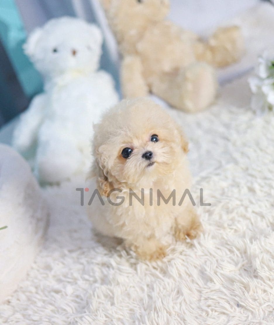 Maltipoo puppy for sale, dog for sale at Tagnimal