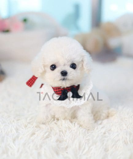 Bichon puppy for sale, dog for sale at Tagnimal