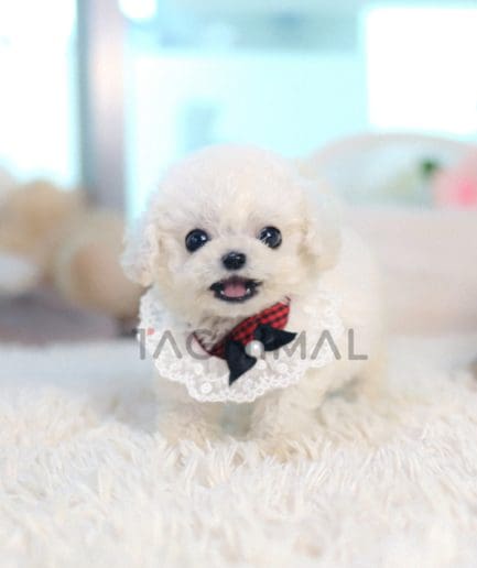 Bichon puppy for sale, dog for sale at Tagnimal