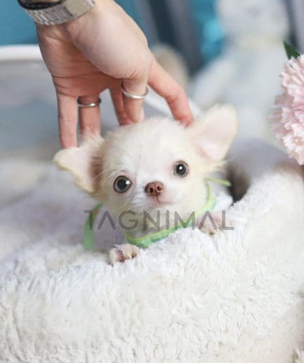 Chihuahua puppy for sale, dog for sale at Tagnimal