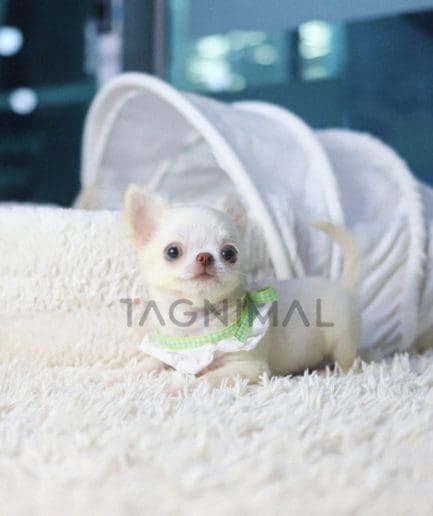 Chihuahua puppy for sale, dog for sale at Tagnimal