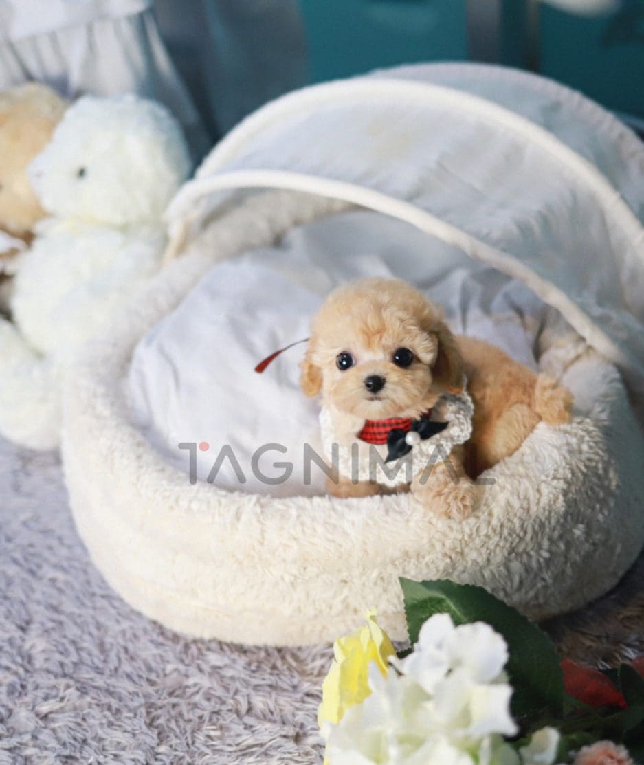 Poodle puppy for sale, dog for sale at Tagnimal