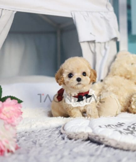 Poodle puppy for sale, dog for sale at Tagnimal