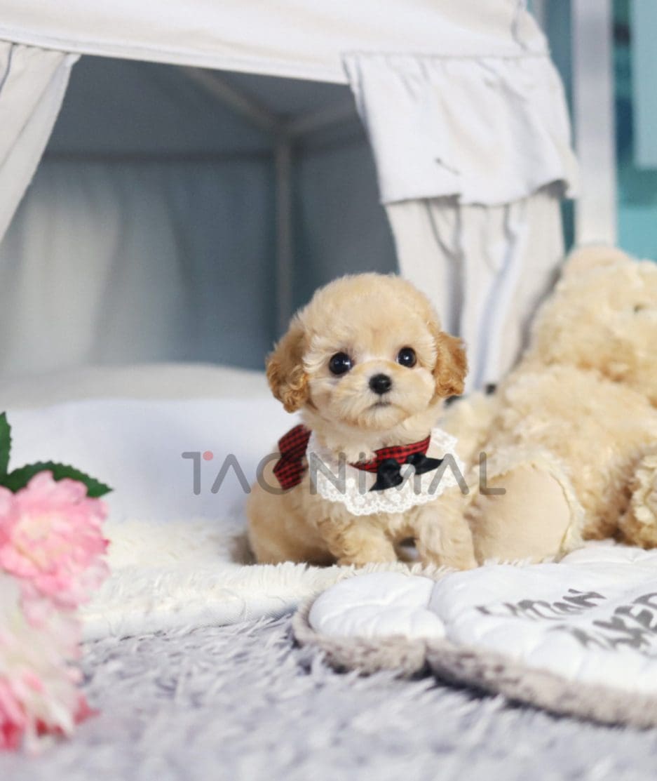 Poodle puppy for sale, dog for sale at Tagnimal