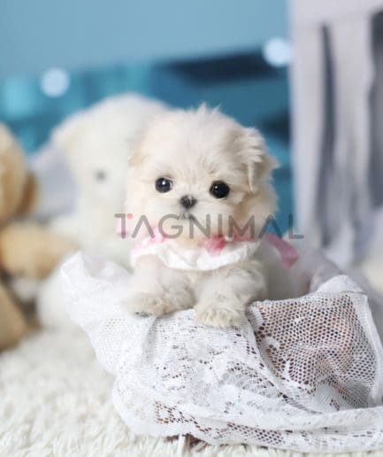 Maltese puppy for sale, dog for sale at Tagnimal