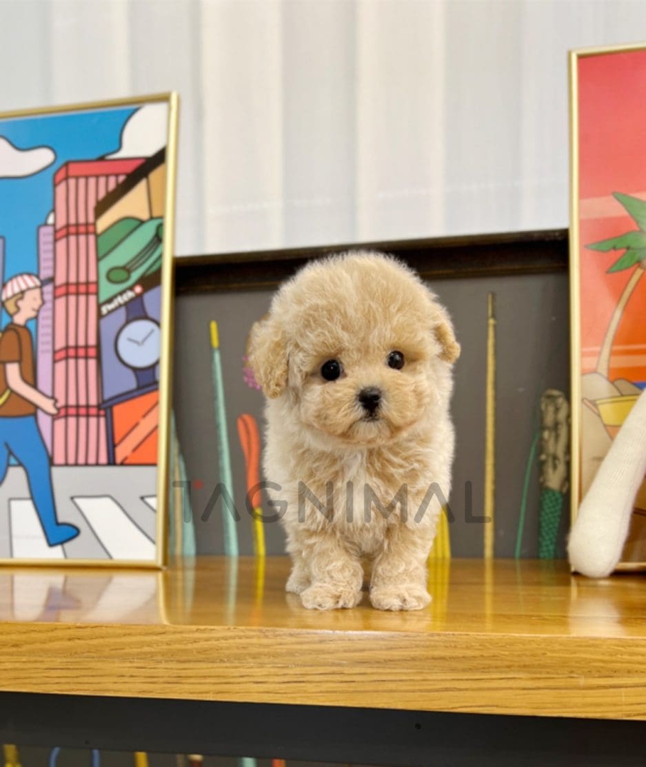 Maltipoo puppy for sale, dog for sale at Tagnimal