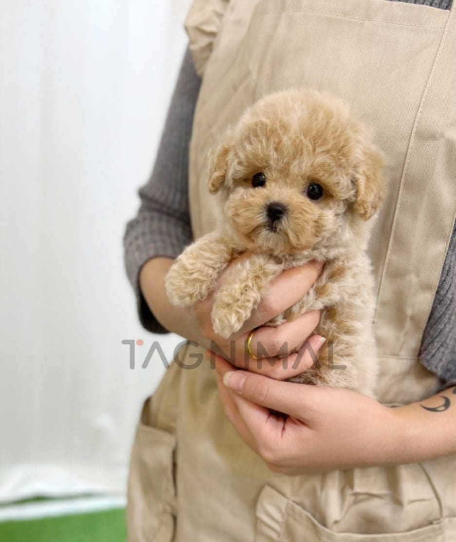 Maltipoo puppy for sale, dog for sale at Tagnimal