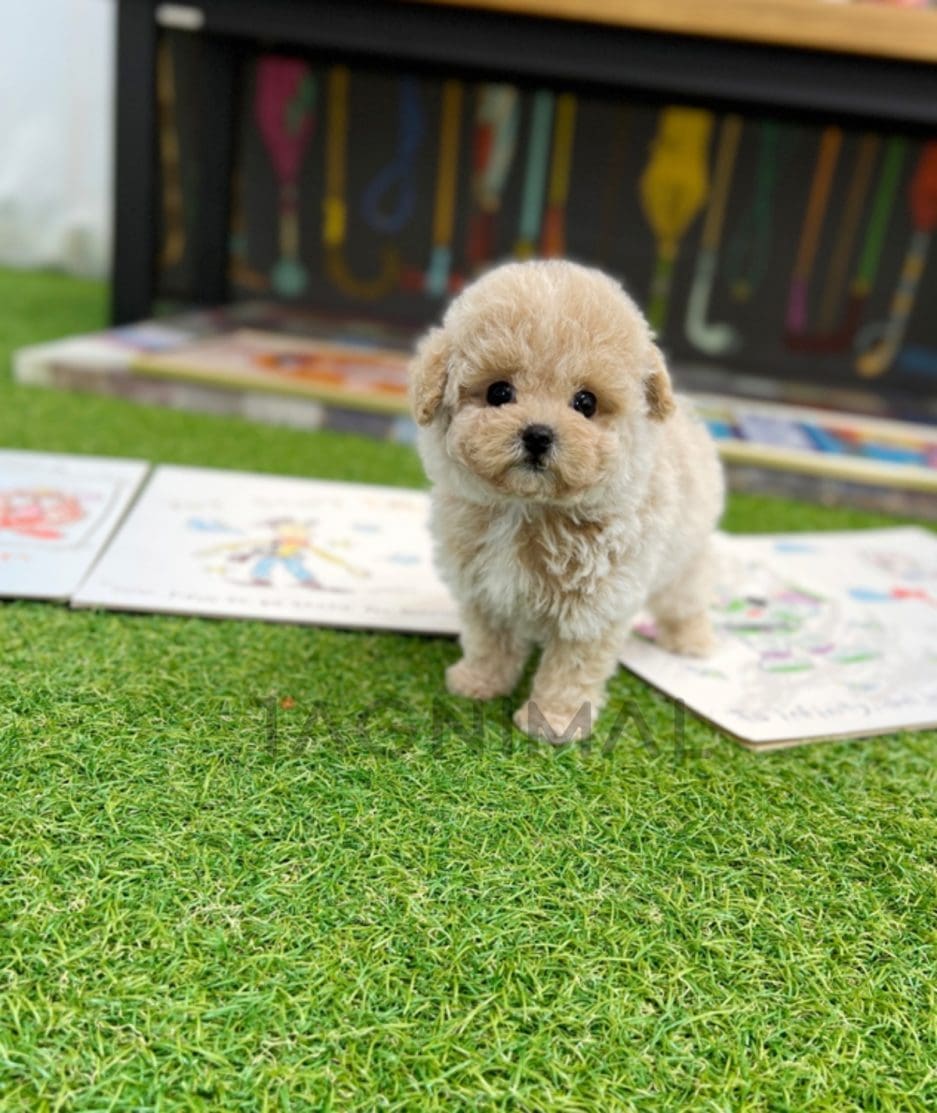 Maltipoo puppy for sale, dog for sale at Tagnimal