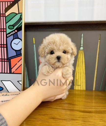 Maltipoo puppy for sale, dog for sale at Tagnimal