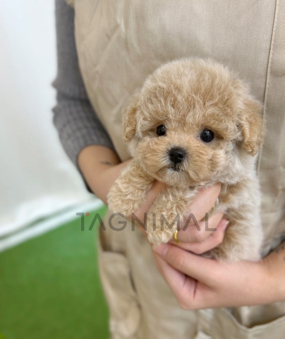 Maltipoo puppy for sale, dog for sale at Tagnimal