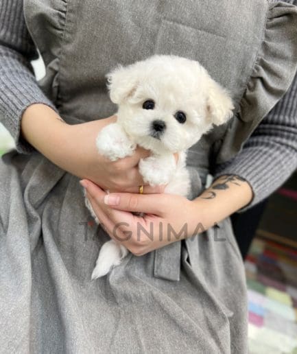 Bichon puppy for sale, dog for sale at Tagnimal