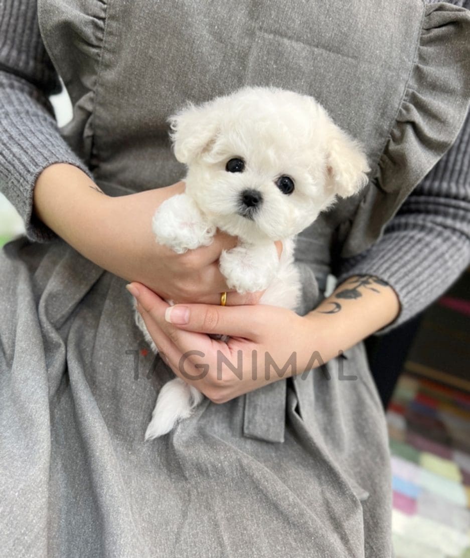 Bichon puppy for sale, dog for sale at Tagnimal