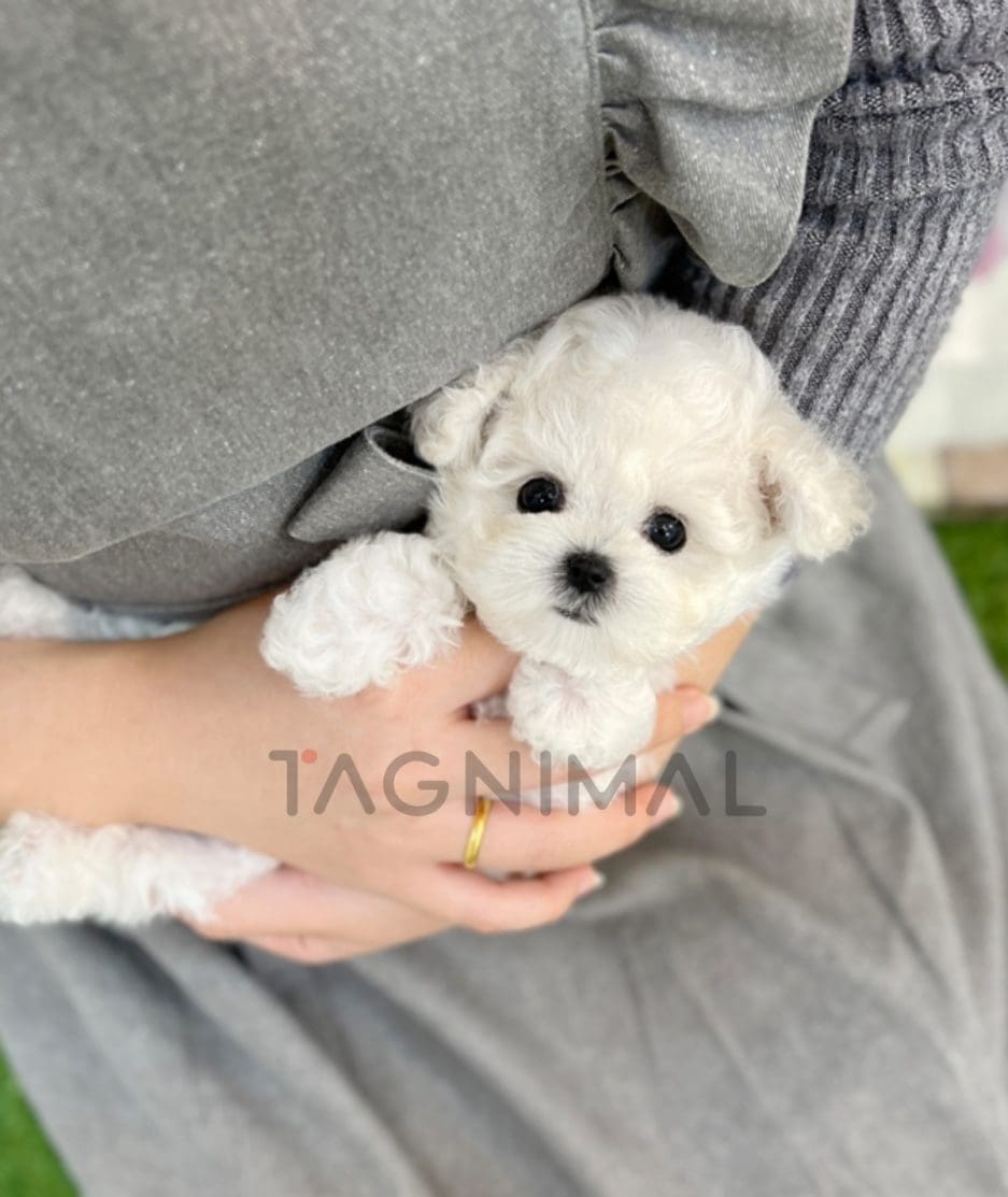 Bichon puppy for sale, dog for sale at Tagnimal