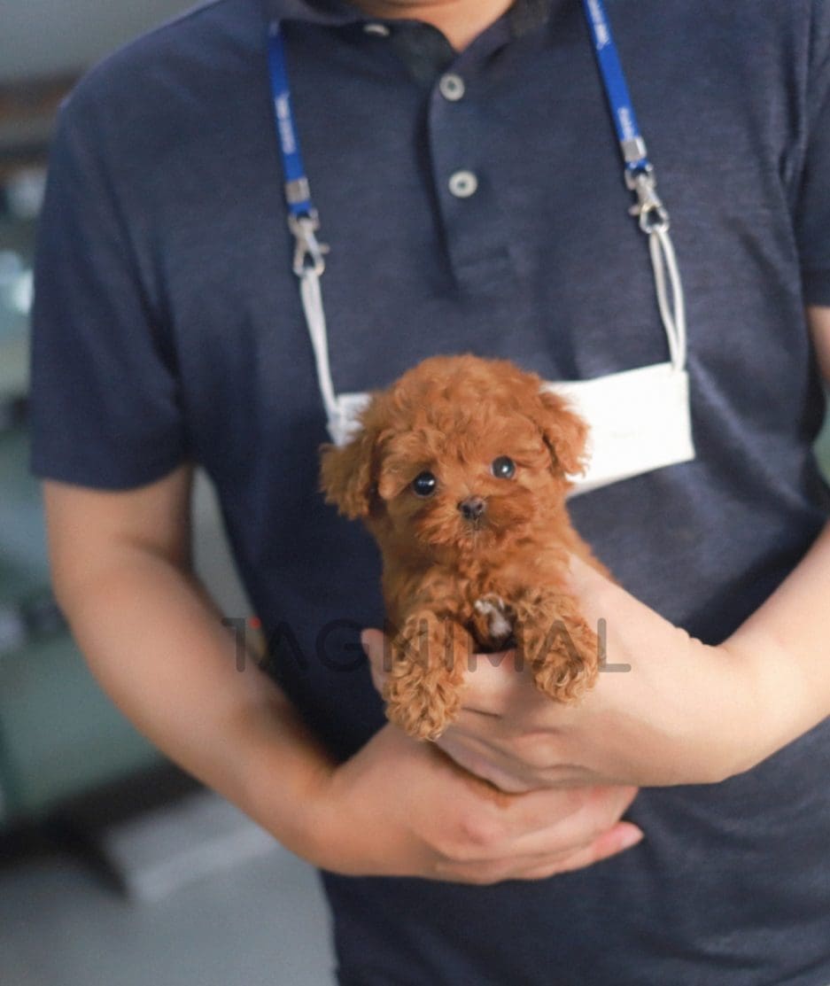 Poodle puppy for sale, dog for sale at Tagnimal