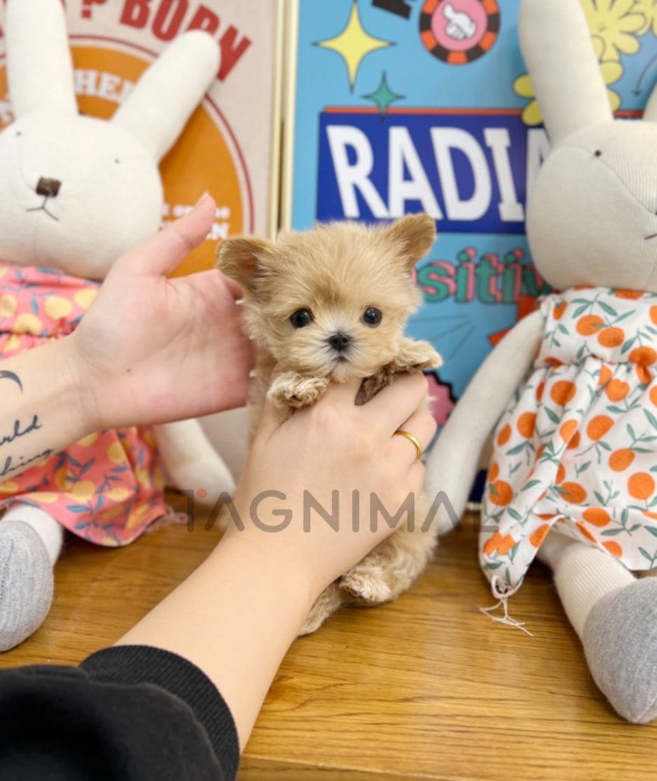 Maltipoo puppy for sale, dog for sale at Tagnimal