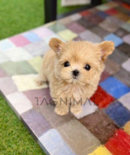 Maltipoo puppy for sale, dog for sale at Tagnimal