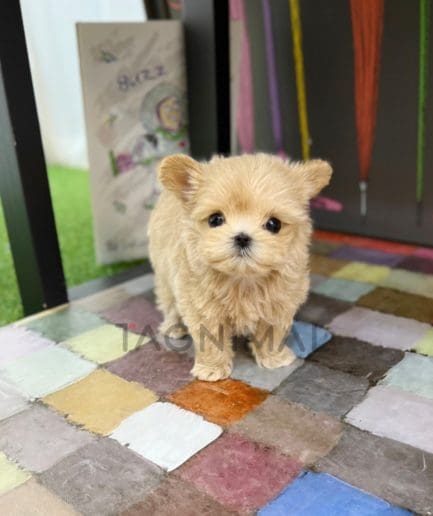 Maltipoo puppy for sale, dog for sale at Tagnimal