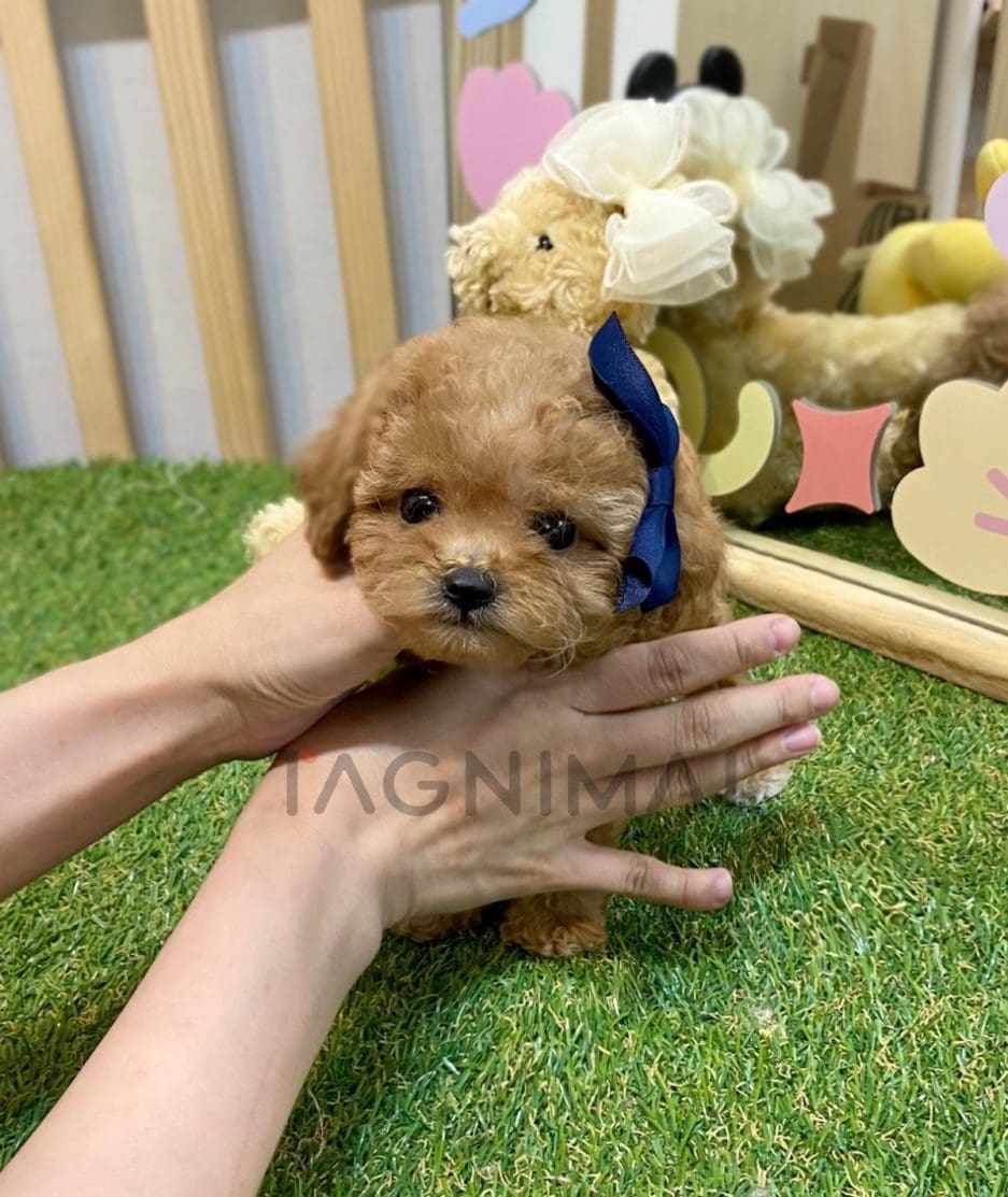 Poodle puppy for sale, dog for sale at Tagnimal